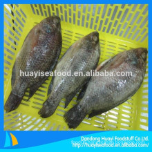 frozen seafood supplier sell all types of cheap tilapia fish